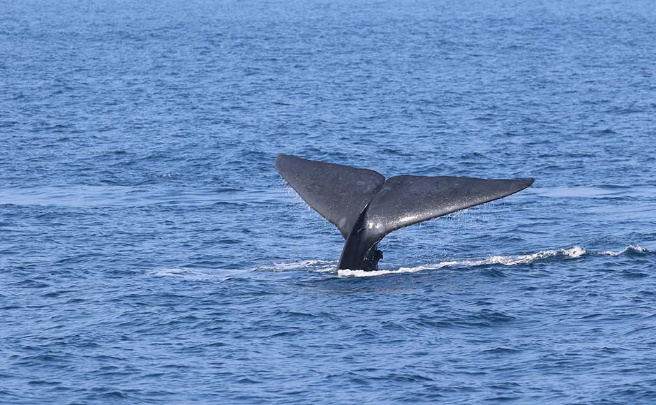 Blue whale in Sri Lanka
