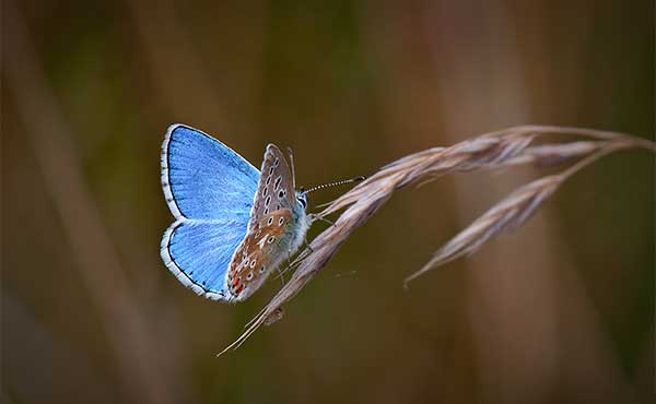 Adonis blue butterfly in France