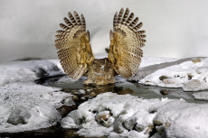 Blakiston's fish owl in Japan