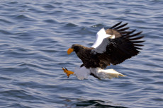 Steller's sea eagle in Japan
