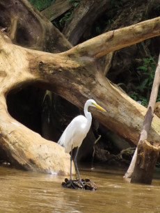 Great white egret in Costa Rica