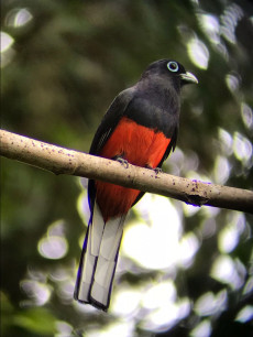 Baird's trogon in Costa Rica