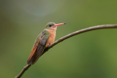 Cinnamon hummingbird in Costa Rica