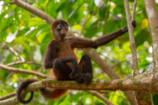 Geofroy's spider monkey in Costa Rica