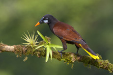 Montezuma oropendola in Costa Rica