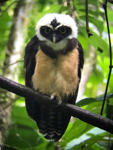 Spectacled owl in Costa Rica