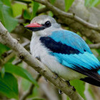 Blue-breasted kingfisher