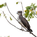 Beaudouin's snake eagle