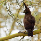 Long-crested eagle
