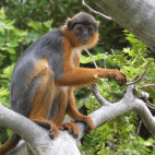Red colobus monkey