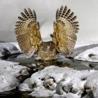 Blakiston's fish owl in Japan