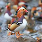 Mandarin duck in Japan