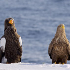 Steller's sea eagle in Japan.