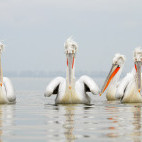 Four dalmatian pelican swimming