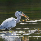 Grey heron catching fish