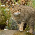 Scottish wildcat in Aigas.