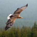 White-tailed eagle in Scotland