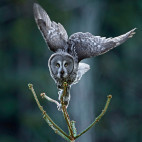 Grey owl