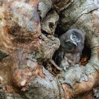 Tengmalm owl