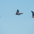 3 brent geese