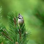 Crested tit in a pine tree