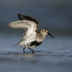 Dunlin in the Outer Hebrides