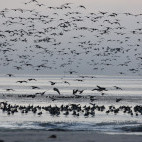 Flock of barnacle goose