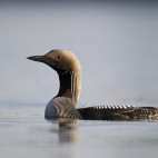 Black-throated diver swimming