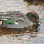 Male teal duck