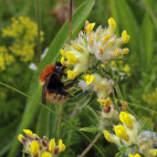 Moss carder bee