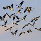 Flock of lapwing in the sky