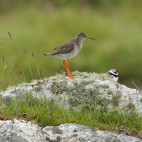 Red shank and ringed plover