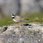 Ringed plover standing on a rock
