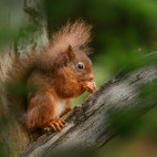 Red squirrel in Aigas, Scotland.