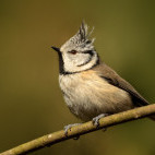 Crested tit in the Scottish Highlands