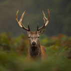 Red deer stag in the Scottish Highlands