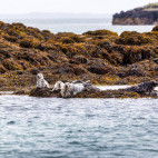 Grey seals on Treshnish Isles, Scotland