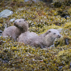 European otter mother and kit in Isle of Mull, Scotland