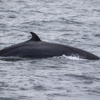 Minke whale in Isle of Mull, Scotland