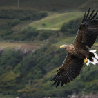 White-tailed eagle in Isle of Mull, Scotland