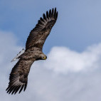 White-tailed sea eagle in flight over Isle of Mull, Scotland
