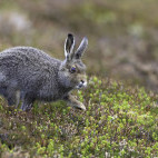 Mountain hare in the Cairngorms National Park, Scotland