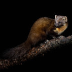 Pine marten perched on a log at night in Scotland