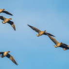 Pink-footed geese in the Scottish Highlands