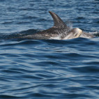 Risso's dolphin & calf