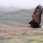 White-tailed sea eagle in the Scottish Highlands