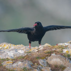 Chough in Pembrokeshire, Wales