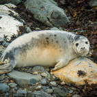 Seal pup in Pembrokeshire, Wales