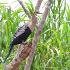 Anhinga in Costa Rica