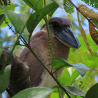 Boat-billed heron in Costa Rica